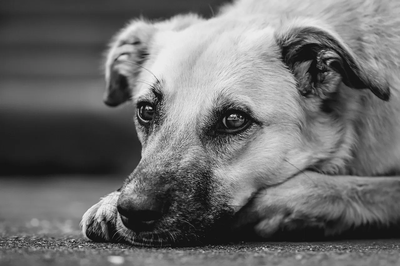 A dán dog: A világ legnagyobb kutyafajtája és jellemzői